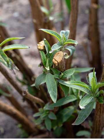 bushes you need to prune in the spring