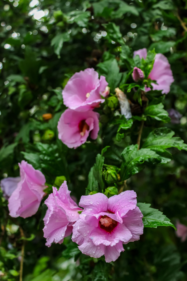 prune rose of sharon bushes in the spring