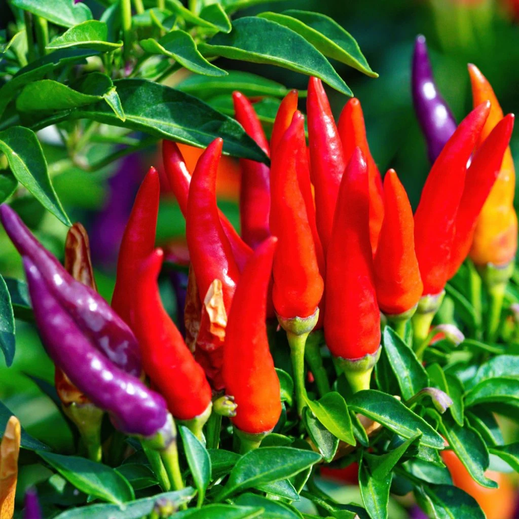 ornamental peppers for stunning containers