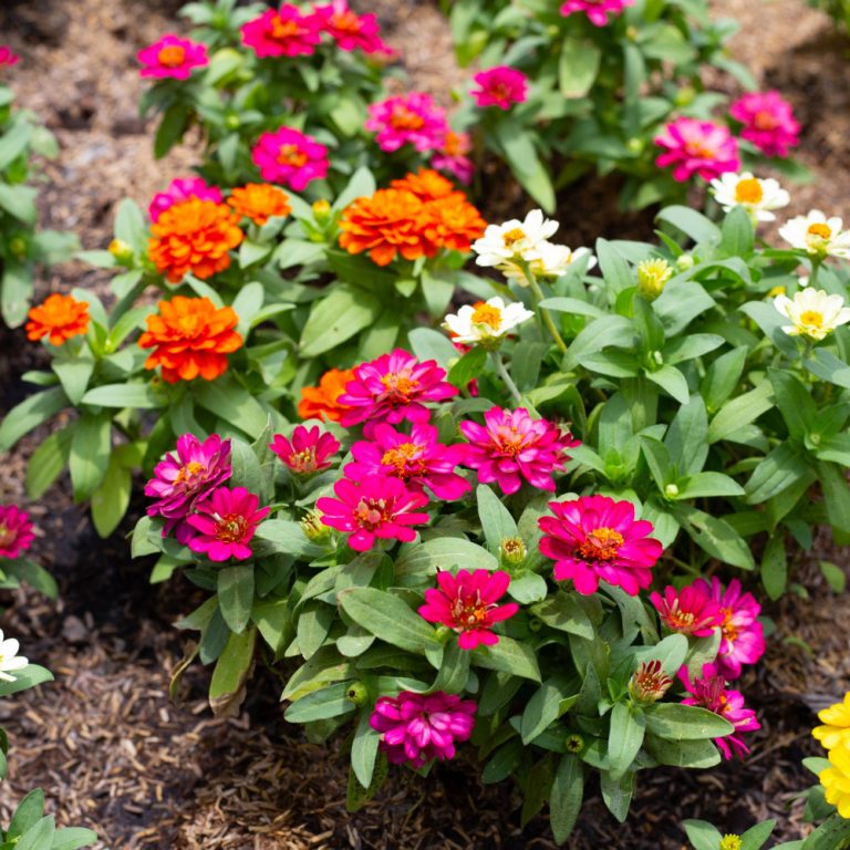 plant zinnias in a vegetable garden