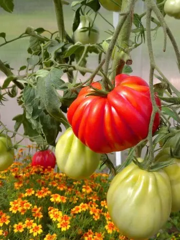 best plants to grow with tomatoes