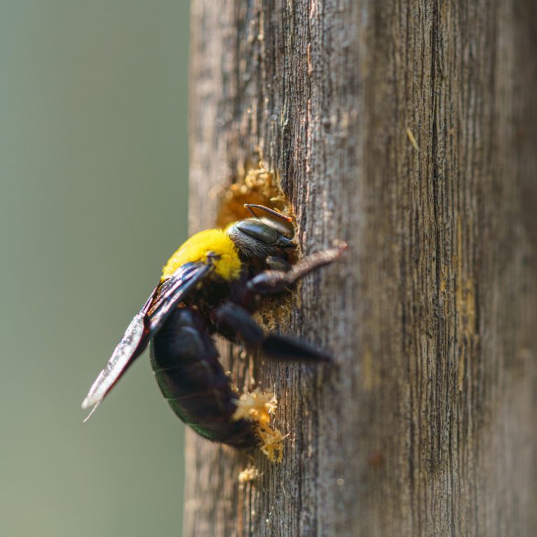 controlling carpenter bees