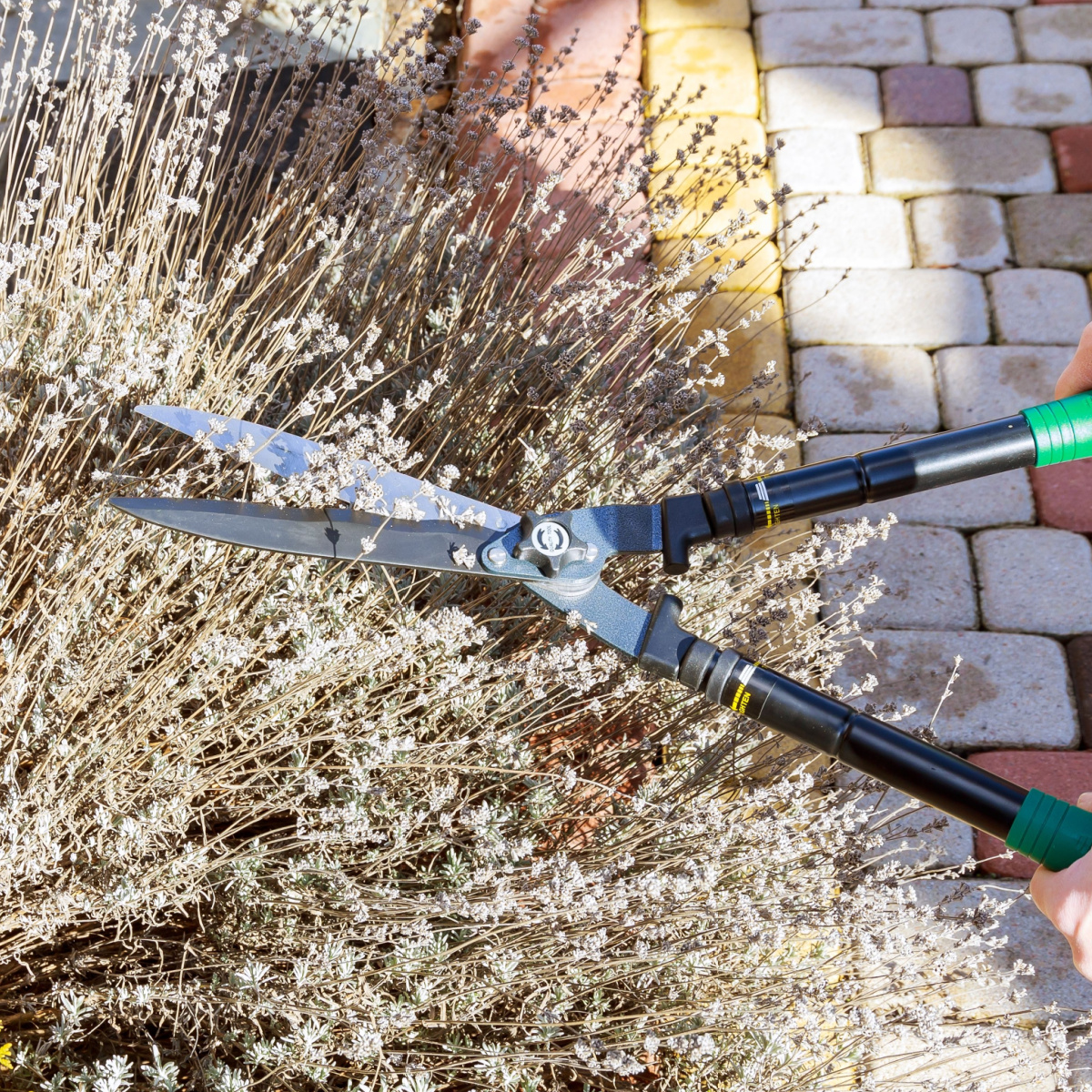 What To Do With Lavender In The Spring - How To Prune & More!