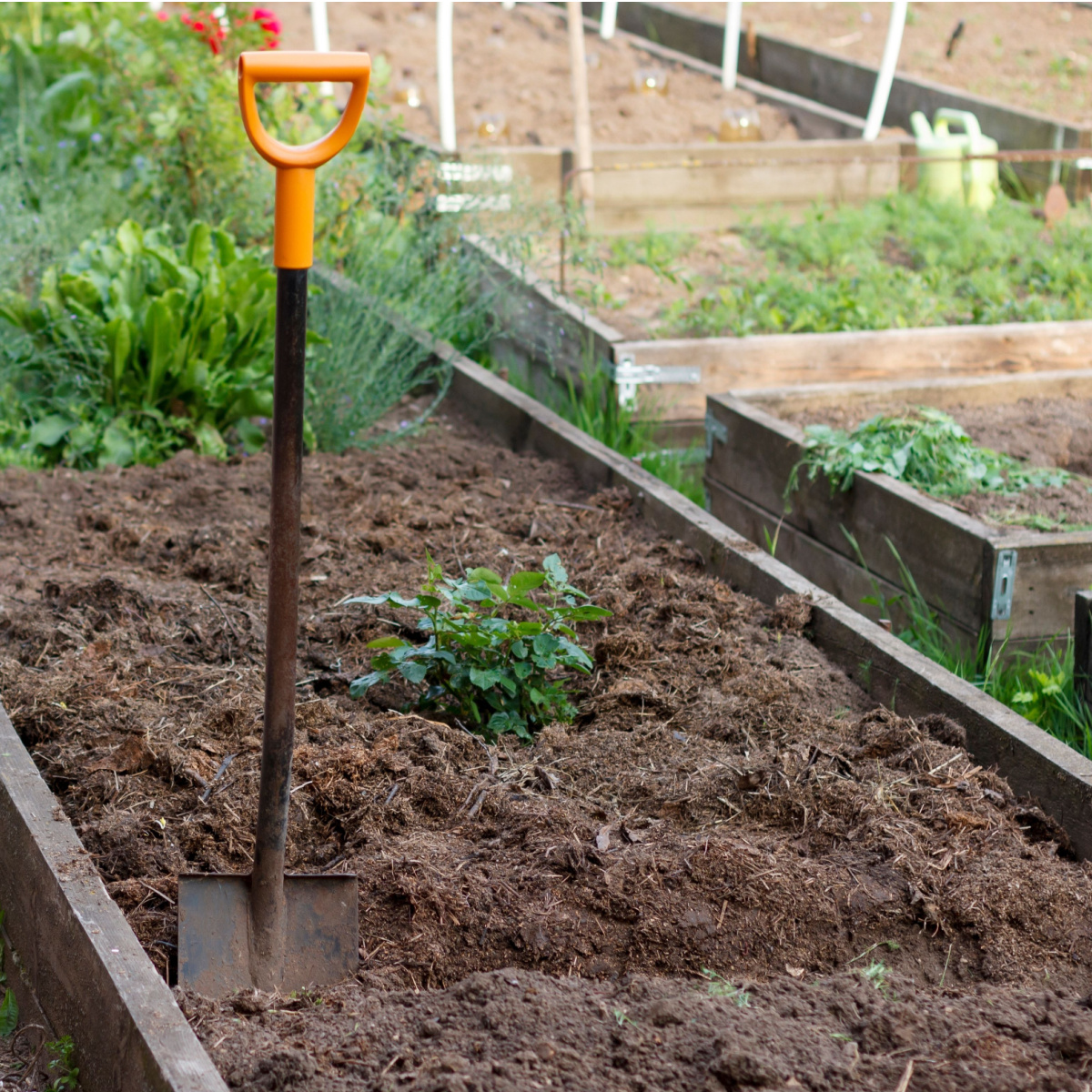 healthy raised bed soil