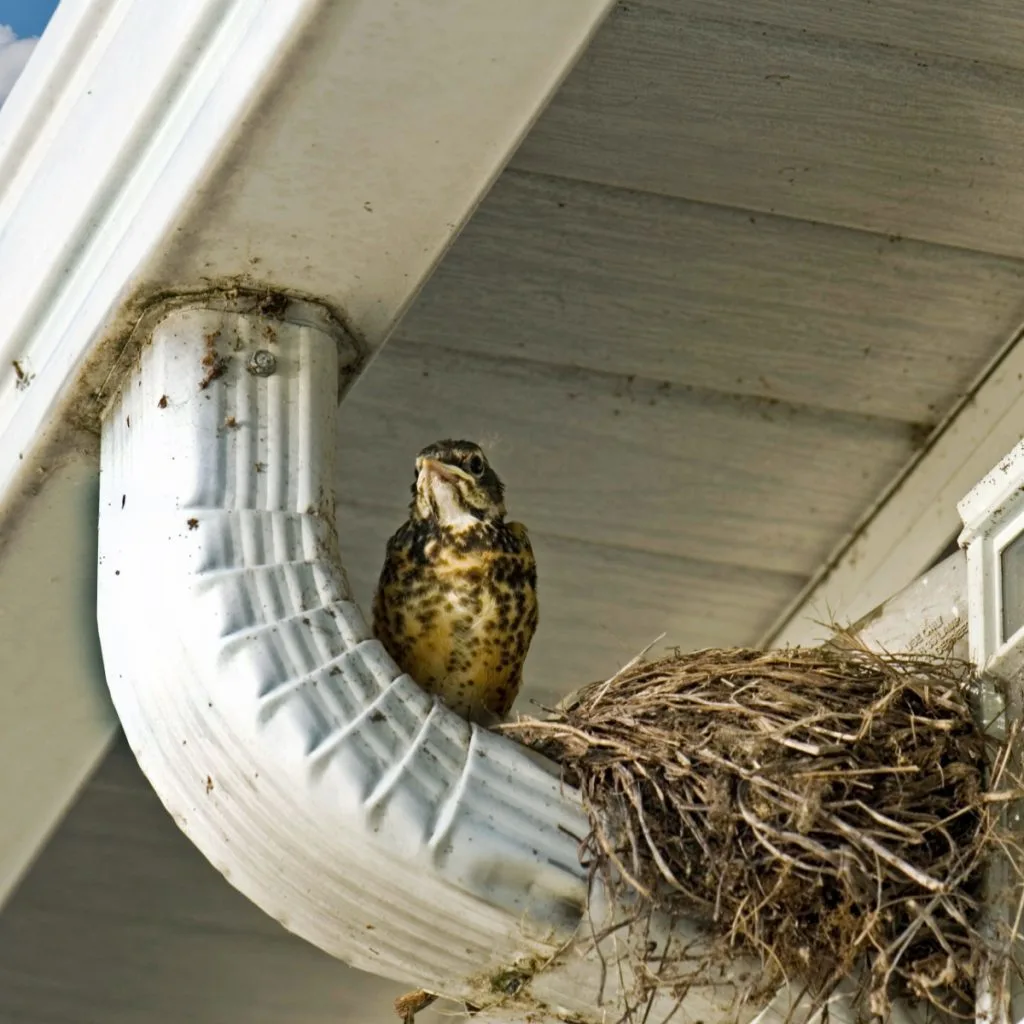 stop birds from building nests