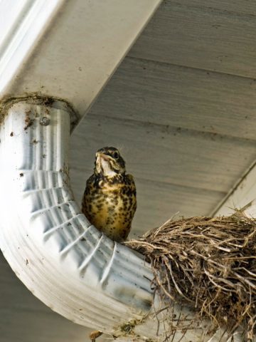 stop birds from building nests