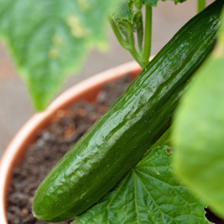 growing cucumbers in containers