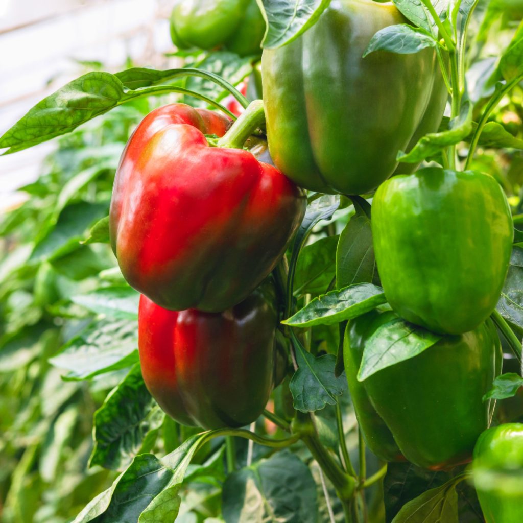 fertilizing bell peppers
