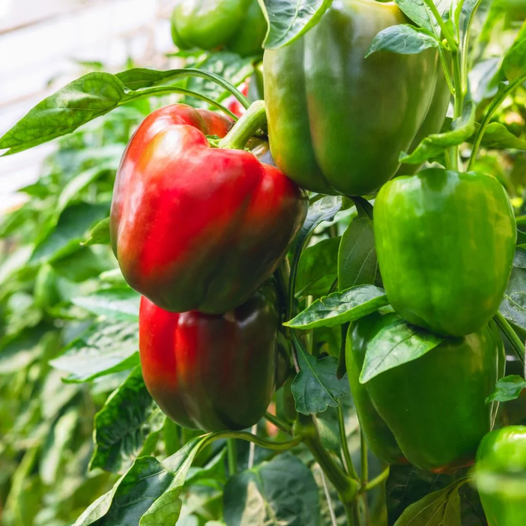 fertilizing bell peppers