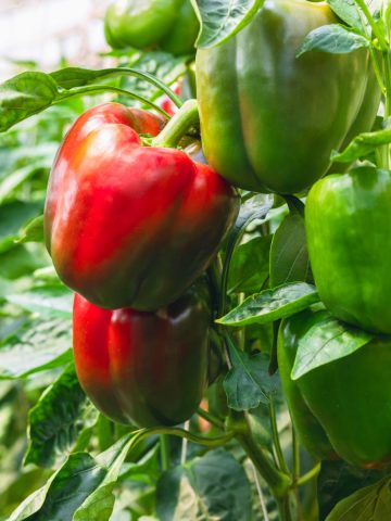 pepper plants
