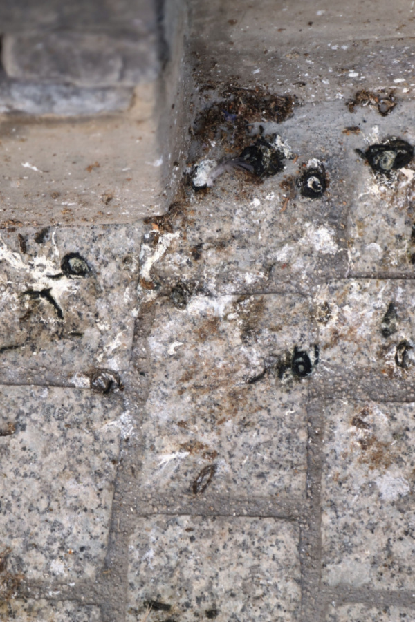 bird droppings - stop bird nests