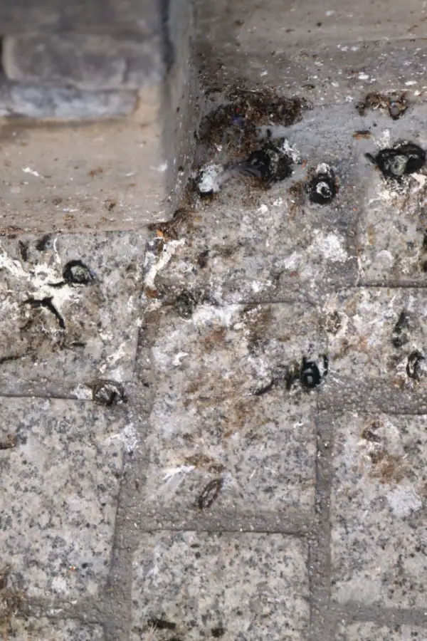 bird droppings - stop bird nests
