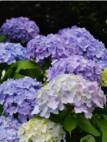 hydrangeas in the spring