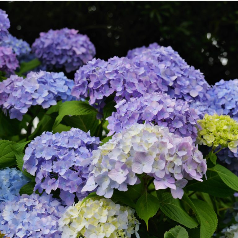 hydrangeas in the spring