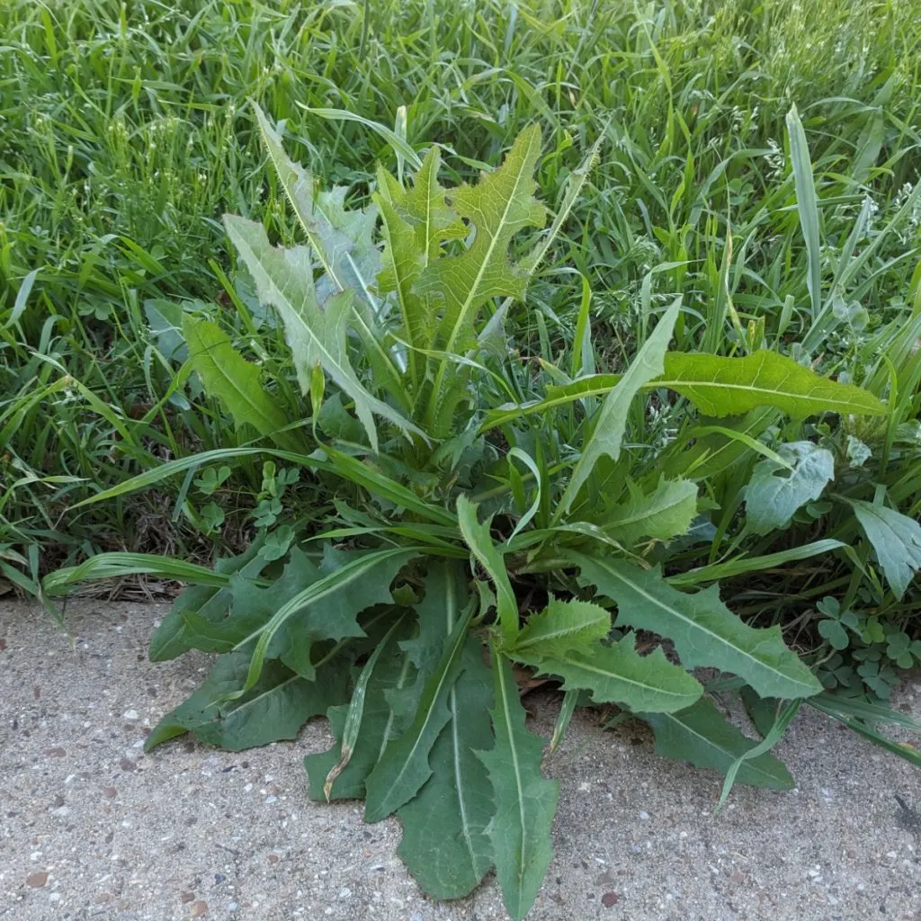 spraying vinegar for weeds
