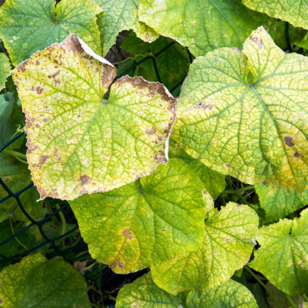 keep cucumber plants safe