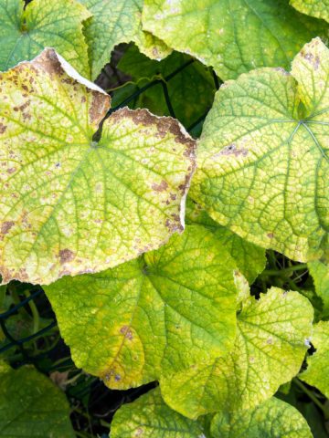 keep cucumber plants safe