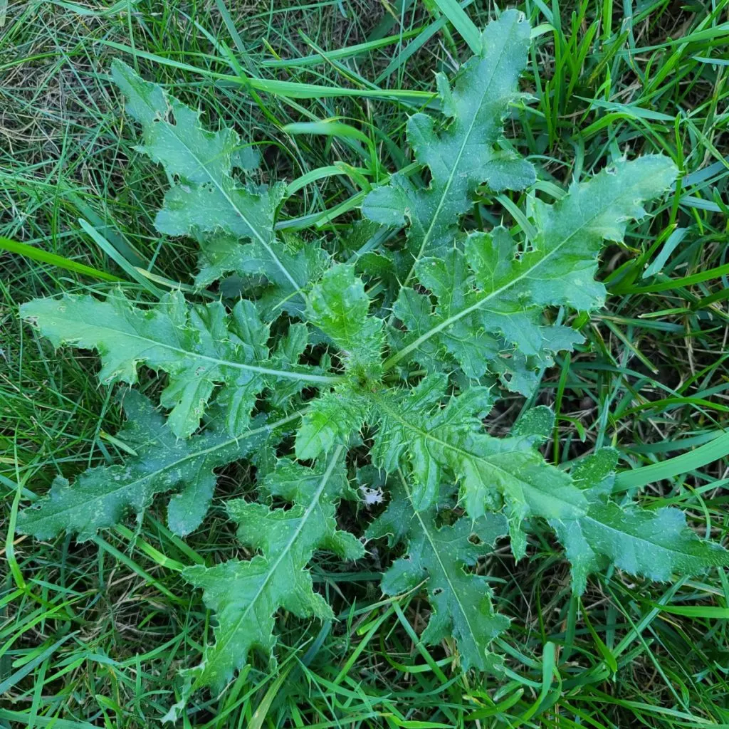 how to eliminate thistle