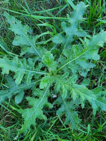 how to eliminate thistle