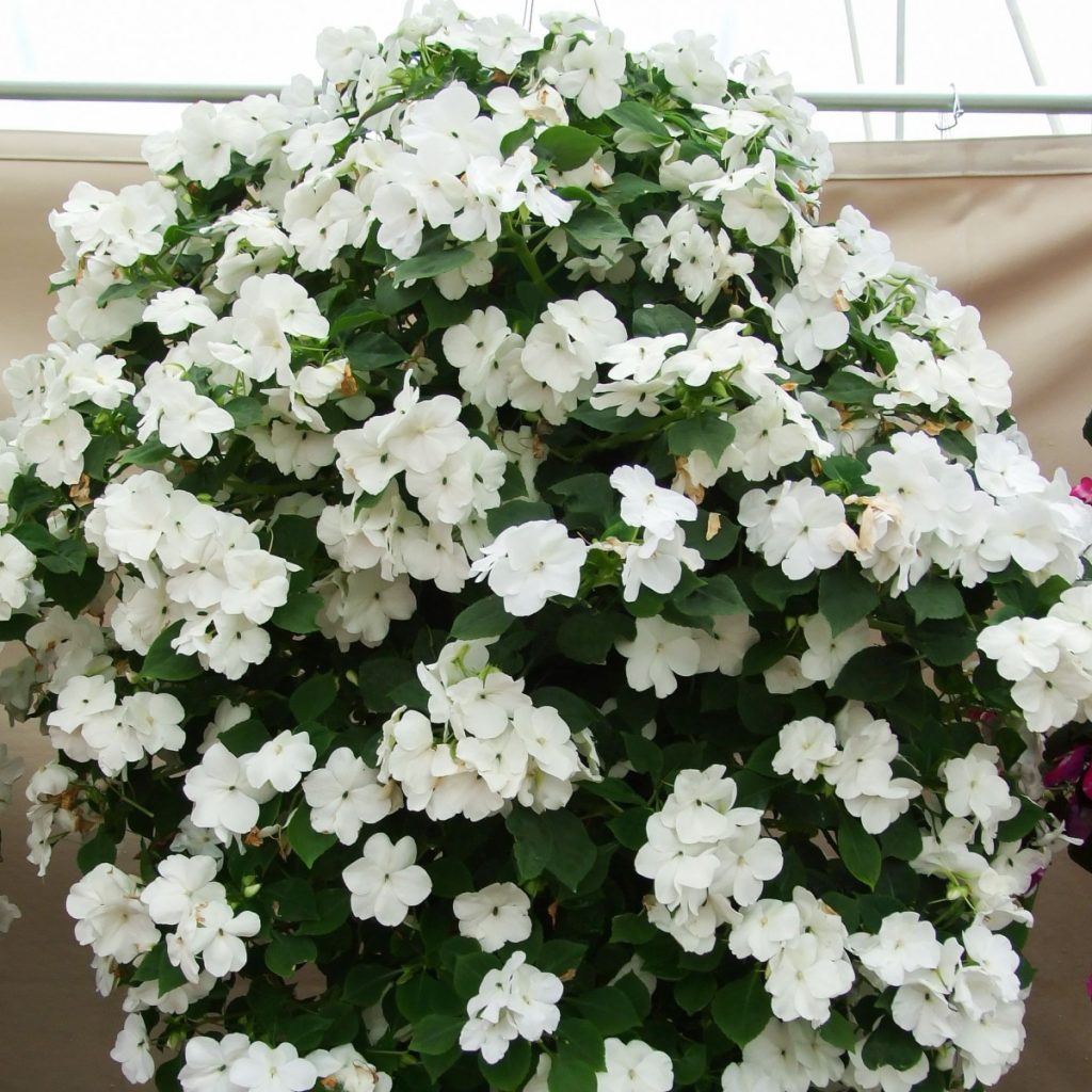 fertilize impatiens
