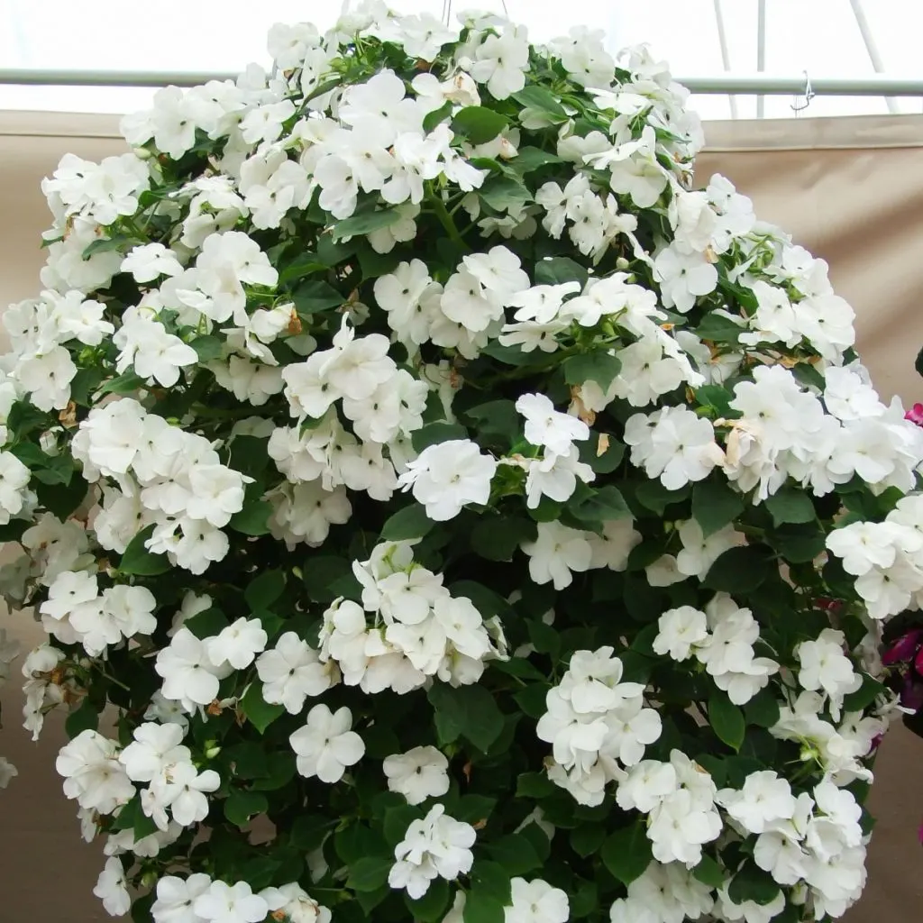 fertilize impatiens