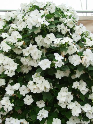 fertilize impatiens