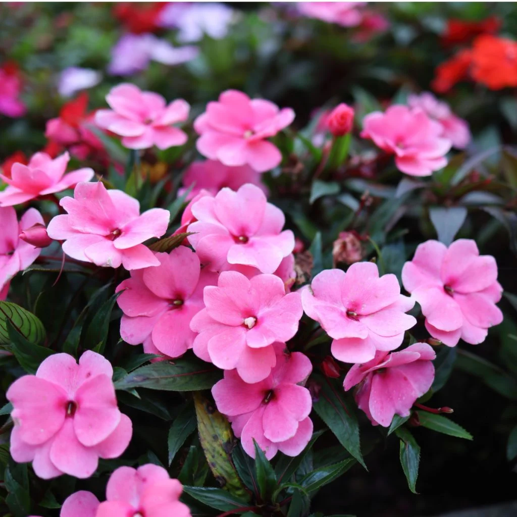 how to fertilize impatiens