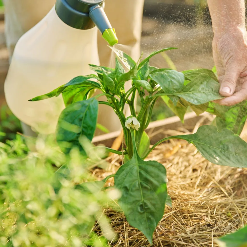 fertilizing bell peppers