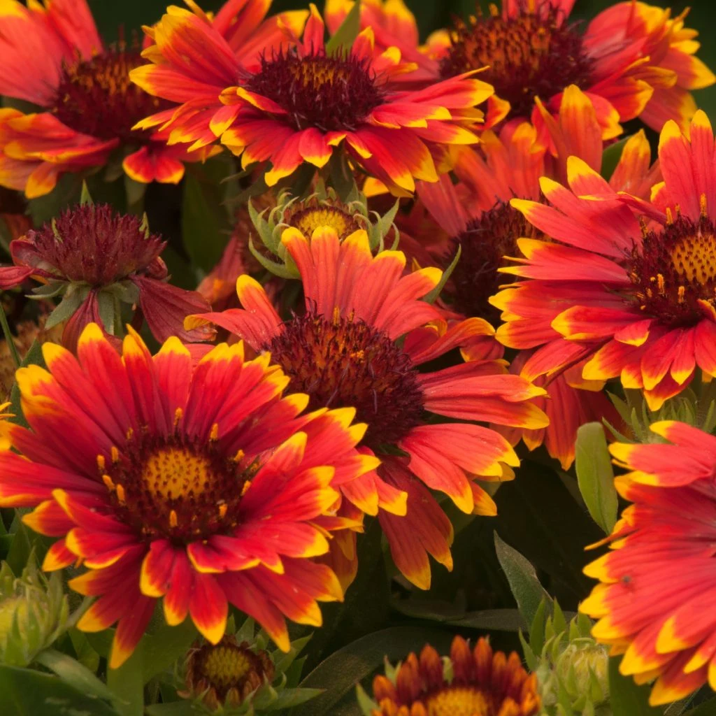 blanketflower - perfect perennial