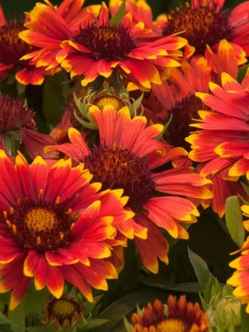 blanketflower - perfect perennial