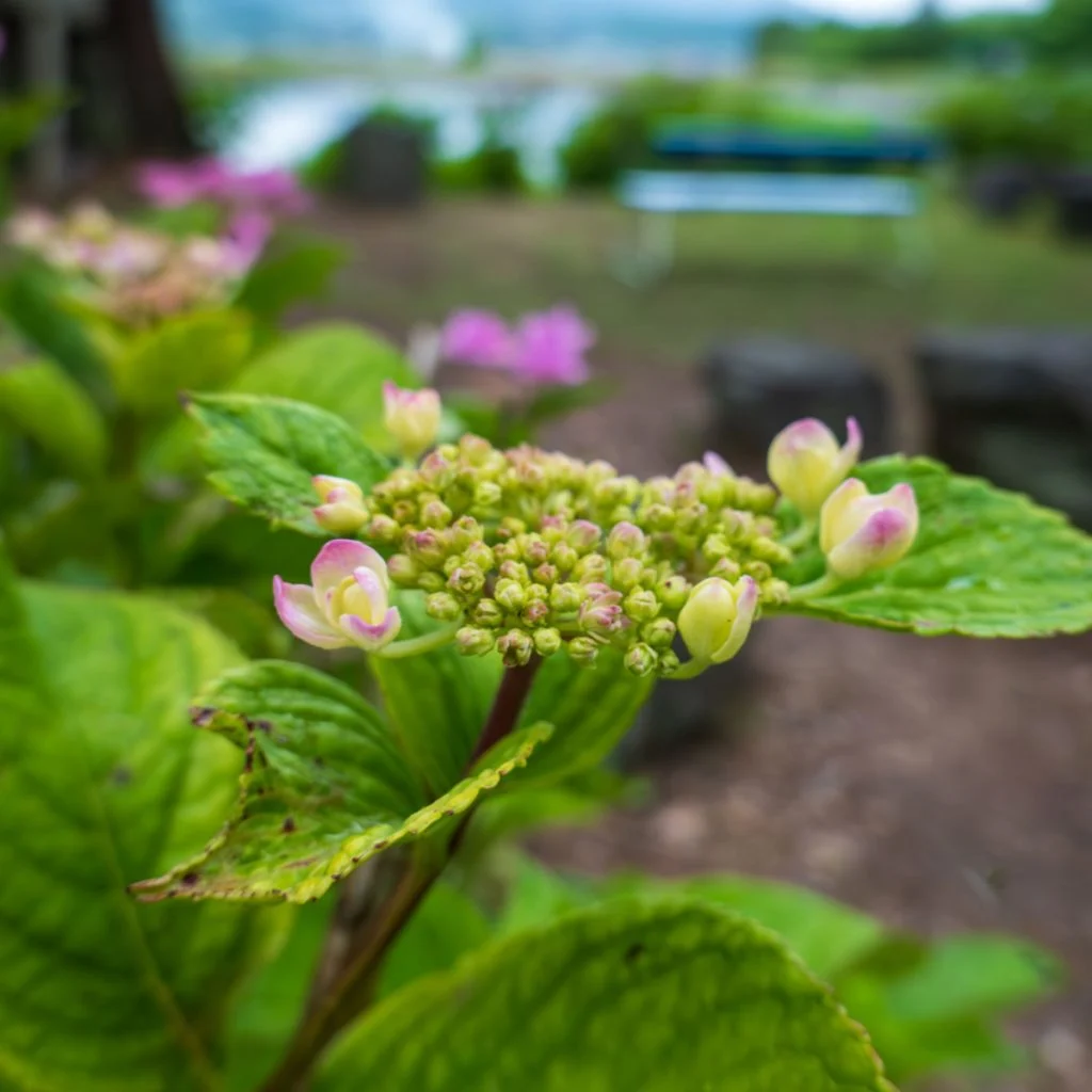spring hydrangea care