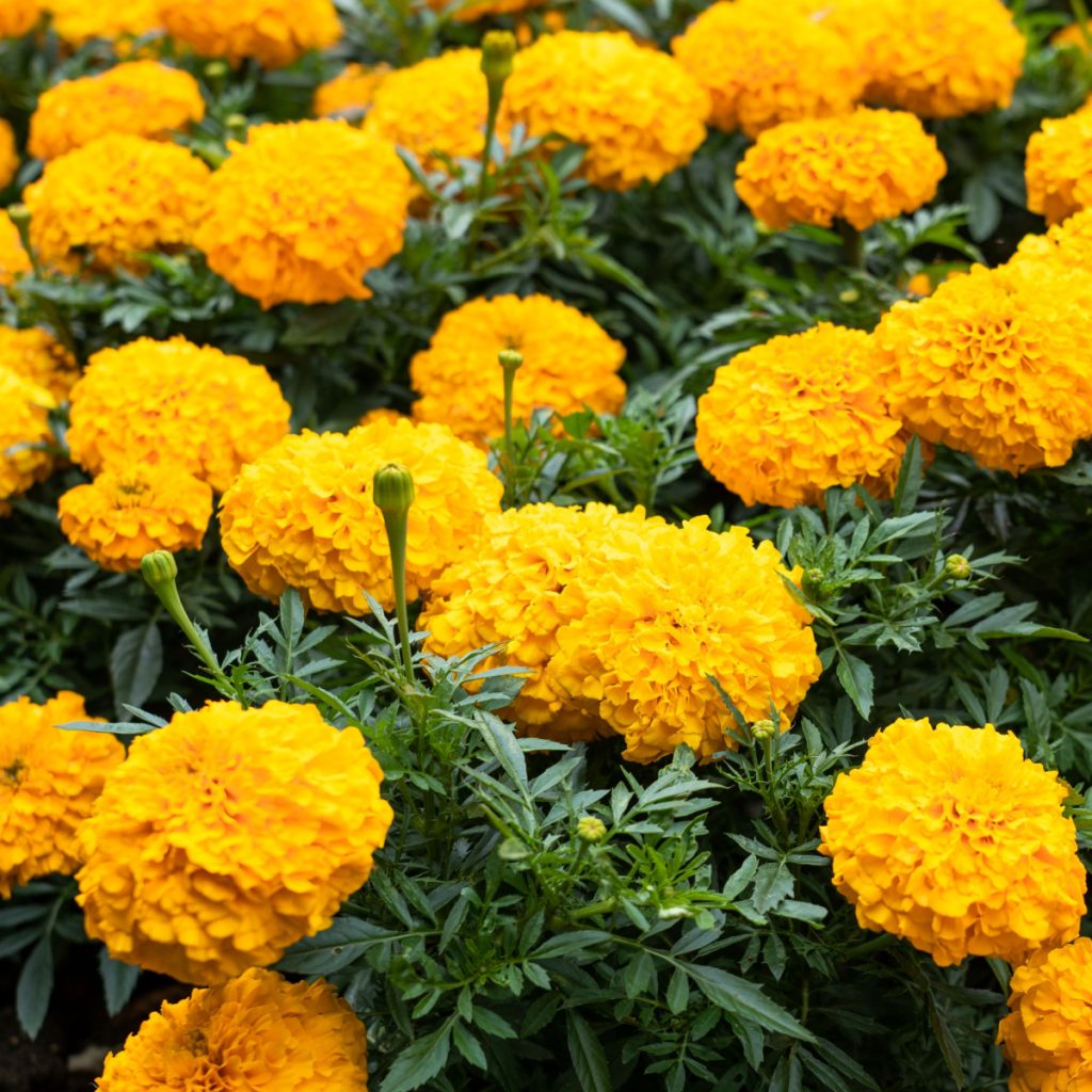 fertilizing marigolds