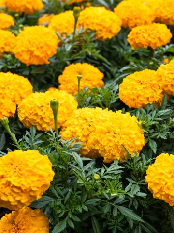 fertilizing marigolds