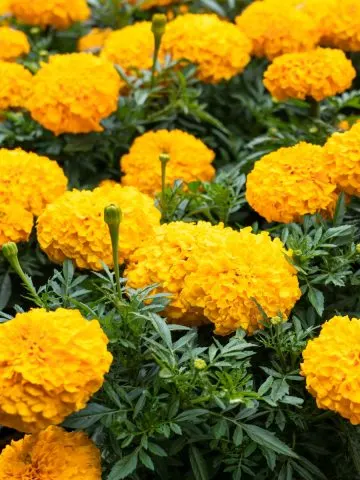 fertilizing marigolds
