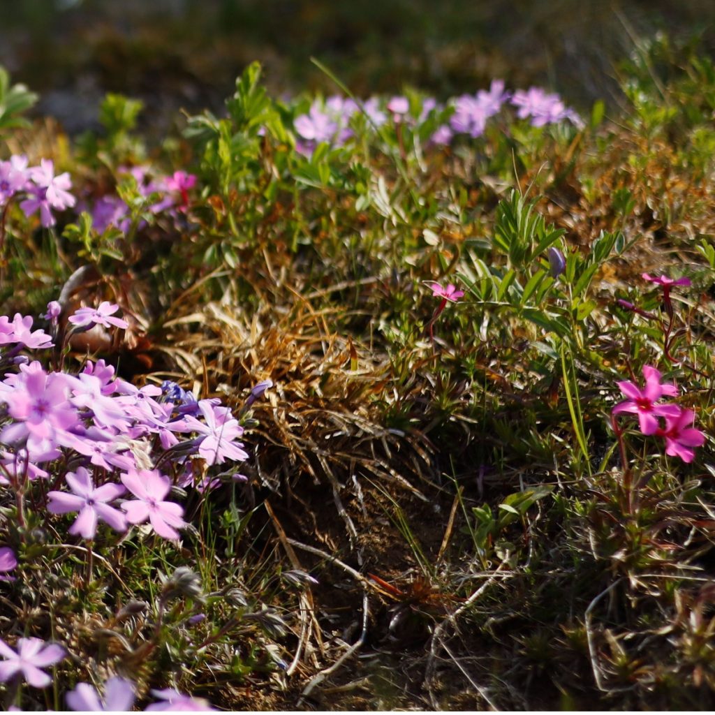 phlox after it flowers
