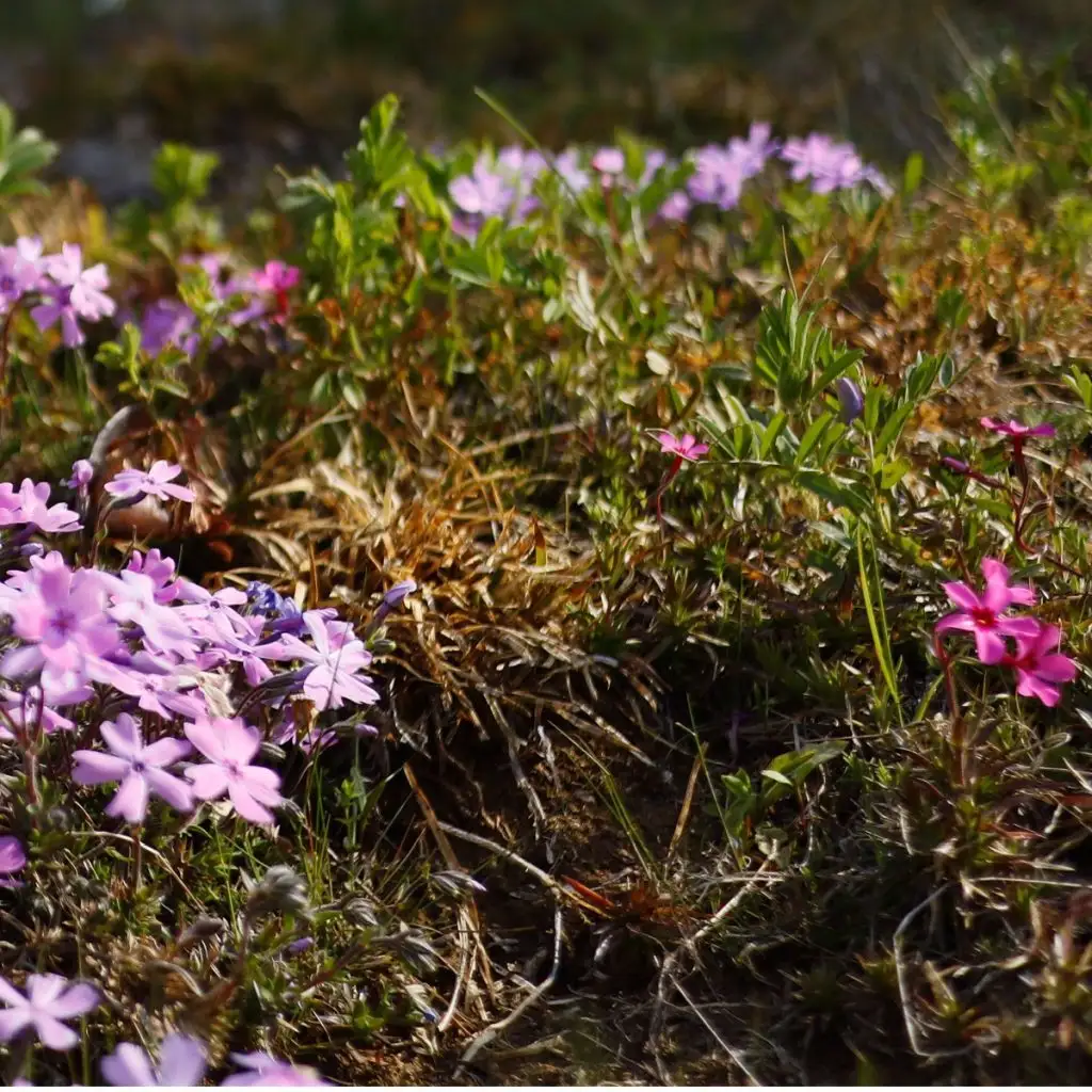 phlox after it flowers