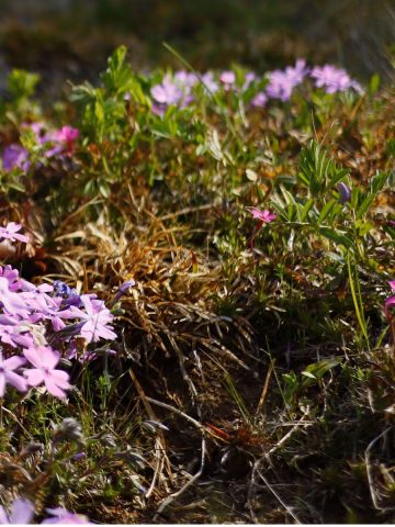 phlox after it flowers