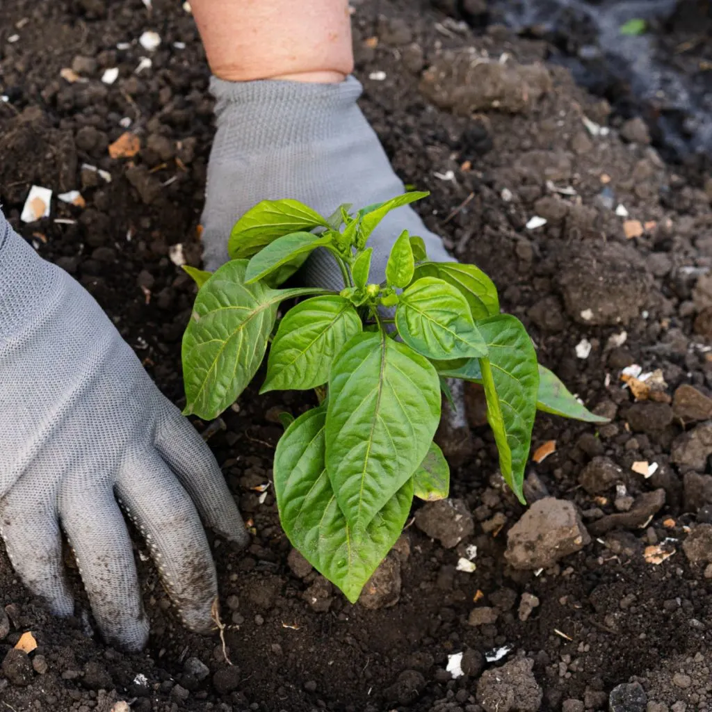 must add ingredients pepper planting hole