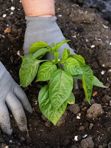 must add ingredients pepper planting hole