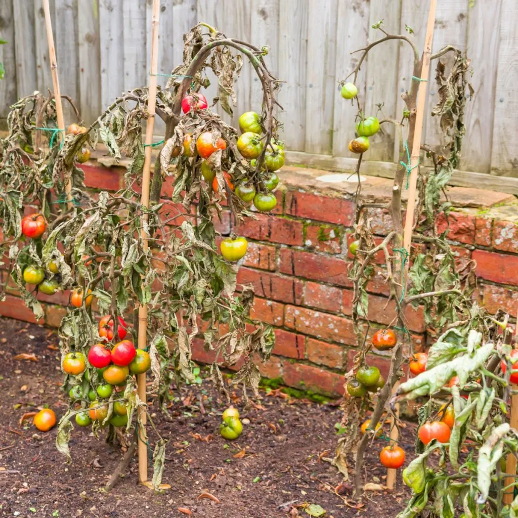 prevent tomato blight