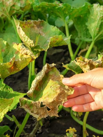 protect cucumbers and keep them safe