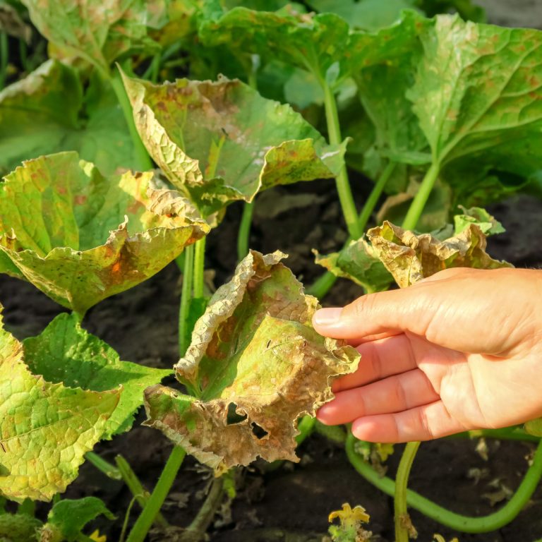 protect cucumbers and keep them safe