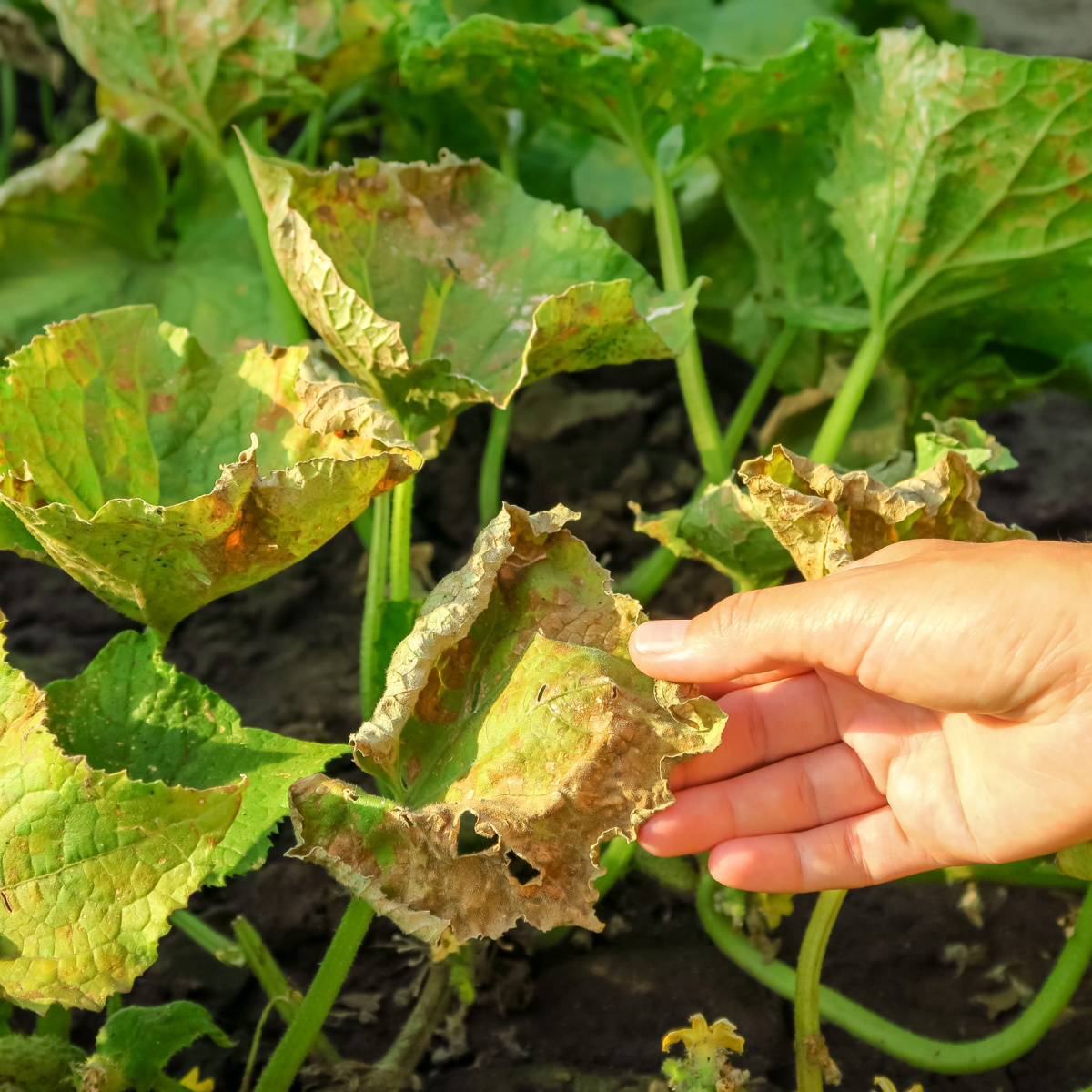 protect cucumbers and keep them safe