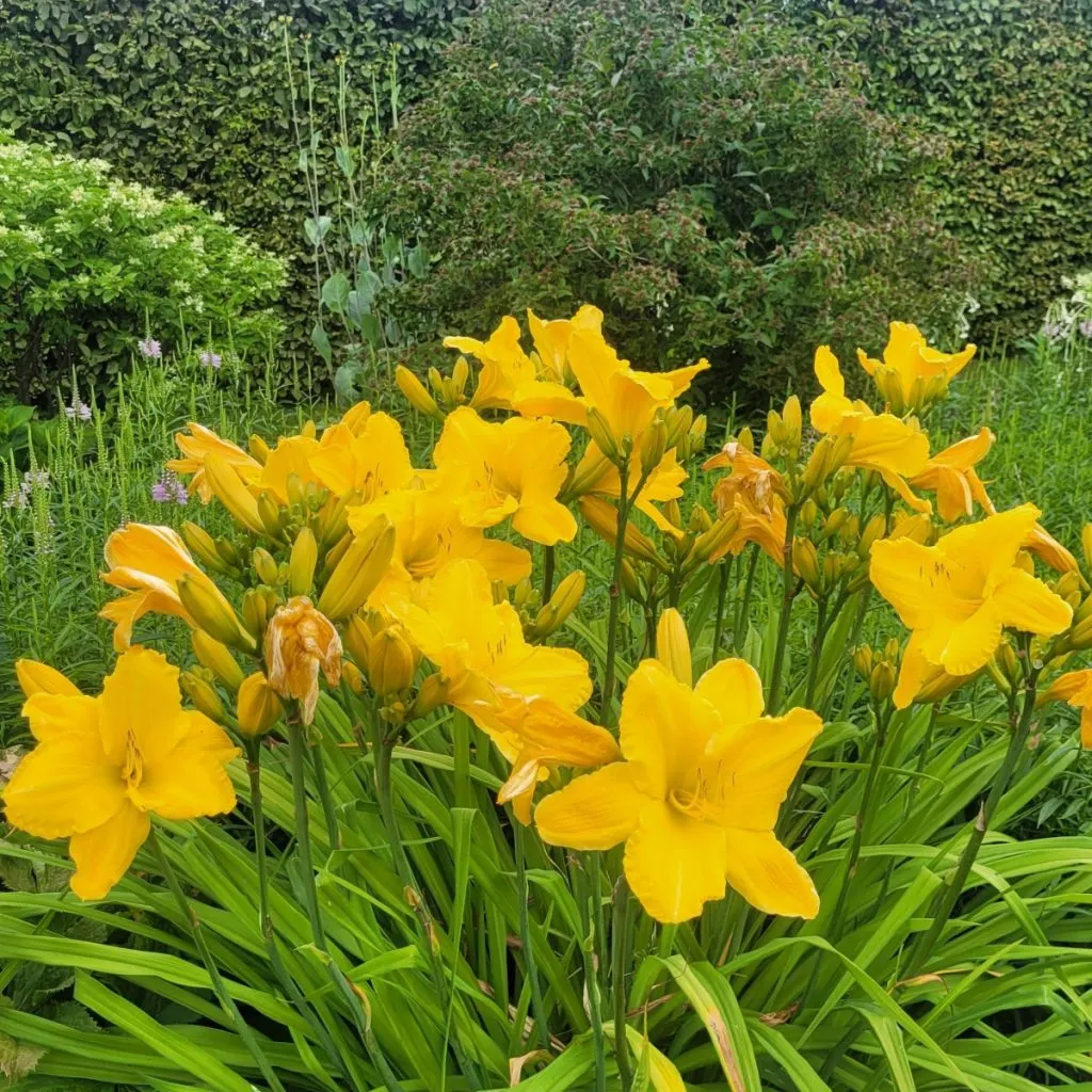 secrets to daylilies blooming big