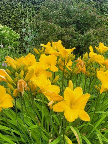 secrets to daylilies blooming big