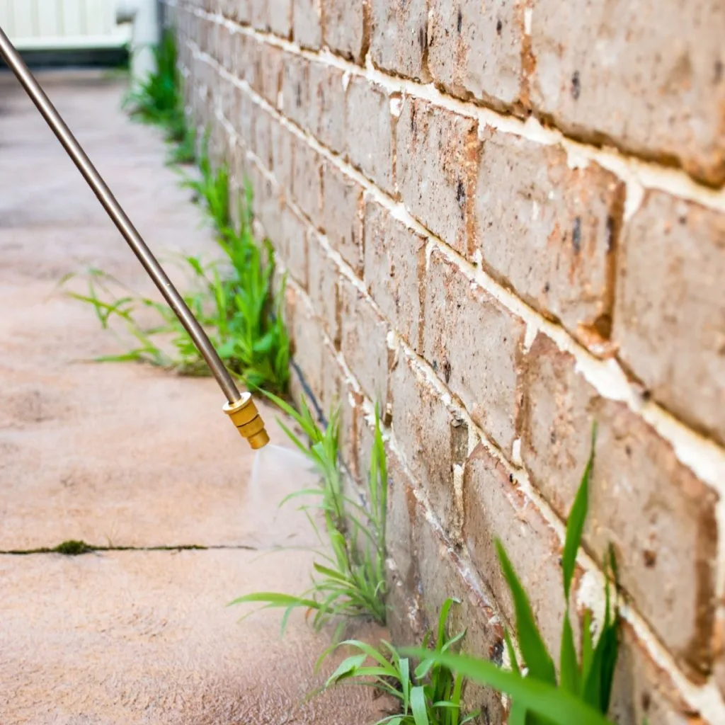 spraying vinegar to stop weeds
