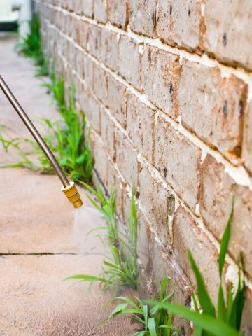 spraying vinegar to stop weeds
