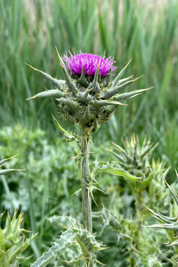 how to eliminate thistles permanently