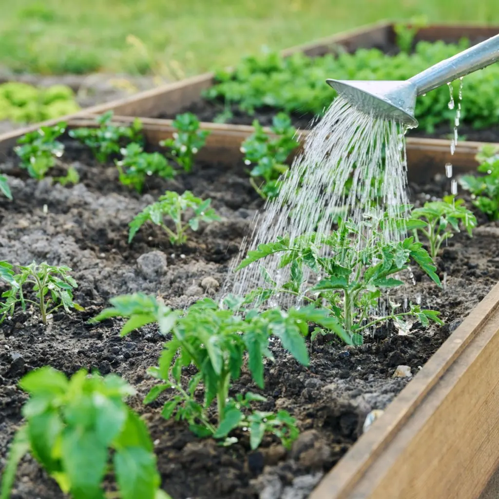 best way to water young tomato plants