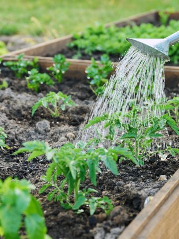 best way to water young tomato plants